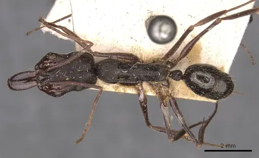 Odontomachus bauri specimen CASENT0907434 image casent0907434_1