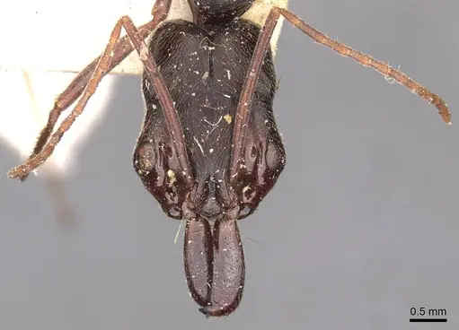 Odontomachus bauri specimen CASENT0907434 image casent0907434_2