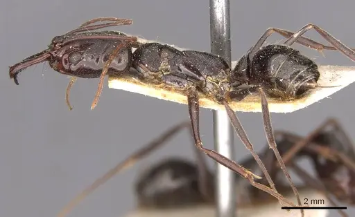 Odontomachus bauri specimen CASENT0907434 image casent0907434_3