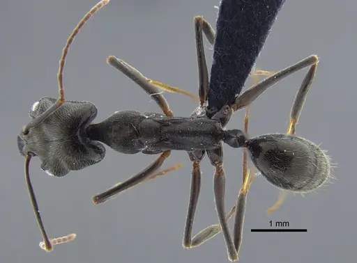 Odontomachus bauri specimen CBUMAGENT41703 image cbumagent41703_1