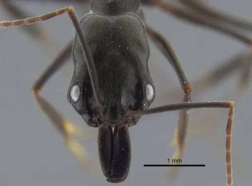 Odontomachus bauri specimen CBUMAGENT41703 image cbumagent41703_2