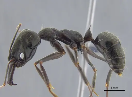 Odontomachus bauri specimen CBUMAGENT41703 image cbumagent41703_3