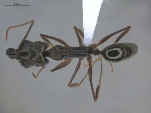 Odontomachus bauri specimen ECOFOG-BOUM-0064-04 image ecofog-boum-0064-04_1