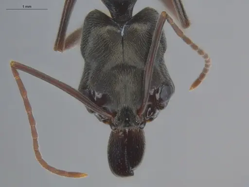 Odontomachus bauri specimen ECOFOG-BOUM-0064-04 image ecofog-boum-0064-04_2