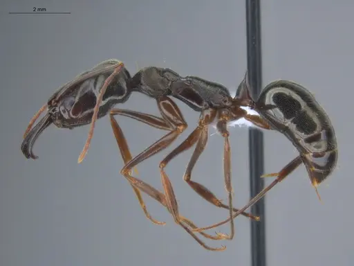 Odontomachus bauri specimen ECOFOG-BOUM-0064-04 image ecofog-boum-0064-04_3