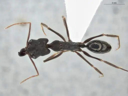 Odontomachus bauri specimen ECOFOG-OI17-0233-02 image ecofog-oi17-0233-02_1