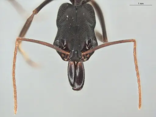 Odontomachus bauri specimen ECOFOG-OI17-0233-02 image ecofog-oi17-0233-02_2
