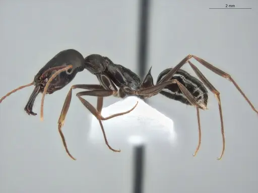 Odontomachus bauri specimen ECOFOG-OI17-0233-02 image ecofog-oi17-0233-02_3