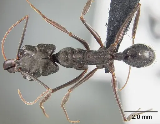 Odontomachus bauri specimen USNMENT01124285 image usnment01124285_1