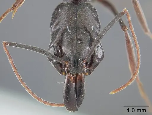 Odontomachus bauri specimen USNMENT01124285 image usnment01124285_2