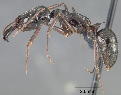 Odontomachus bauri specimen USNMENT01124285 image usnment01124285_3