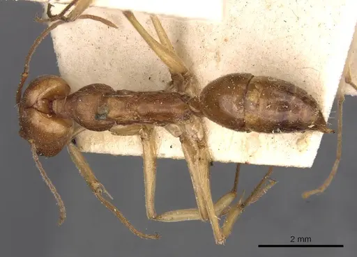 Odontomachus biolleyi specimen CASENT0907425 image casent0907425_1