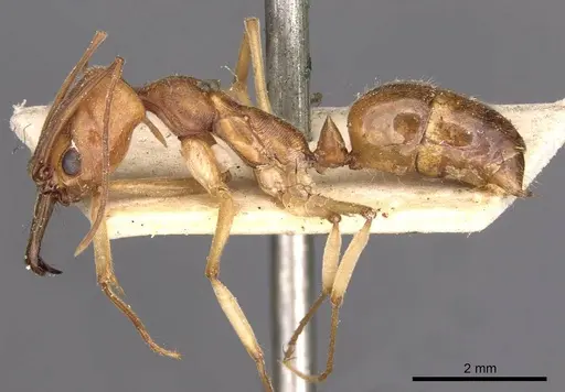 Odontomachus biolleyi specimen CASENT0907425 image casent0907425_3