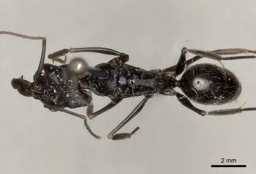 Odontomachus biumbonatus specimen CASENT0217537 image casent0217537_1