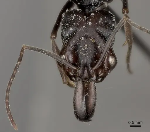 Odontomachus biumbonatus specimen CASENT0217537 image casent0217537_2