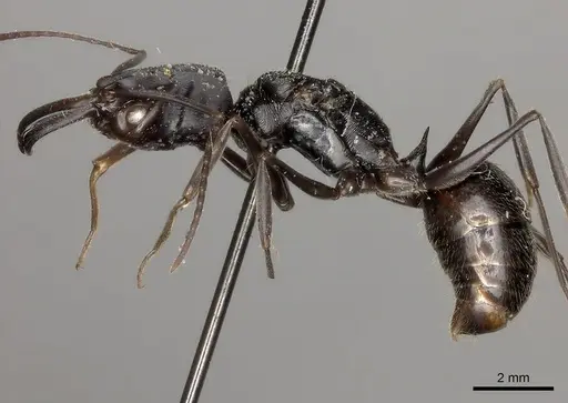 Odontomachus biumbonatus specimen CASENT0217537 image casent0217537_3