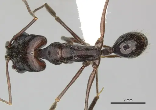 Odontomachus biumbonatus specimen CASENT0270599 image casent0270599_1
