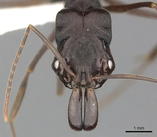 Odontomachus biumbonatus specimen CASENT0270599 image casent0270599_2