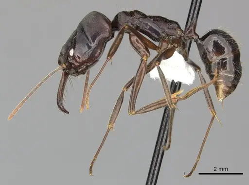 Odontomachus biumbonatus specimen CASENT0270599 image casent0270599_3