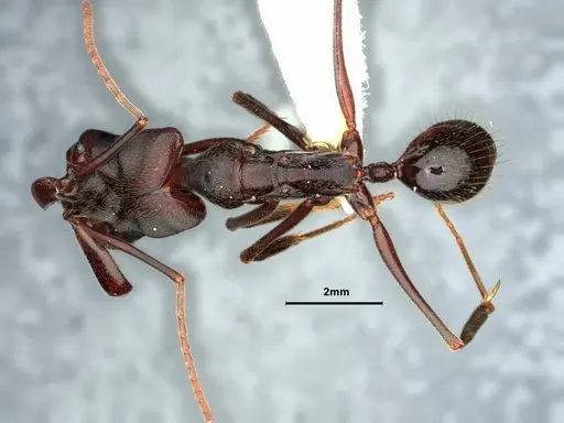 Odontomachus biumbonatus specimen CASENT0882097 image casent0882097_1
