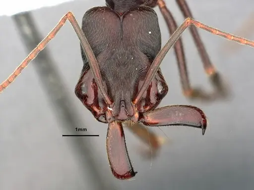 Odontomachus biumbonatus specimen CASENT0882097 image casent0882097_2