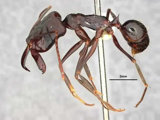 Odontomachus biumbonatus specimen CASENT0882097 image casent0882097_3