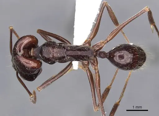 Odontomachus biumbonatus specimen CASENT0900610 image casent0900610_1
