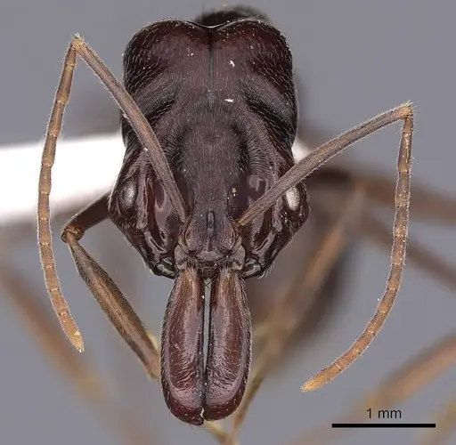 Odontomachus biumbonatus specimen CASENT0900610 image casent0900610_2
