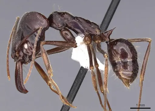 Odontomachus biumbonatus specimen CASENT0900610 image casent0900610_3