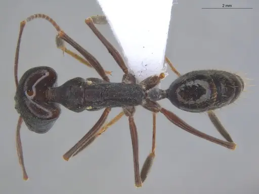 Odontomachus biumbonatus specimen ECOFOG-KW14-0077-13 image ecofog-kw14-0077-13_1