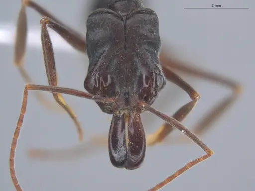 Odontomachus biumbonatus specimen ECOFOG-KW14-0077-13 image ecofog-kw14-0077-13_2