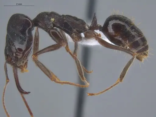 Odontomachus biumbonatus specimen ECOFOG-KW14-0077-13 image ecofog-kw14-0077-13_3