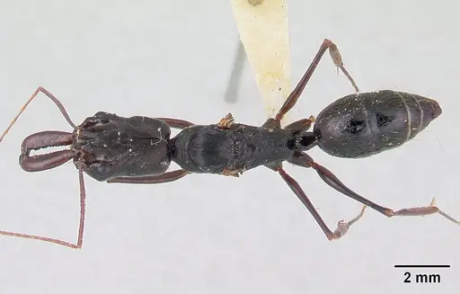 Odontomachus bradleyi specimen CASENT0178691 image casent0178691_1