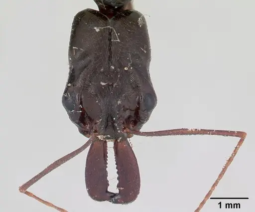 Odontomachus bradleyi specimen CASENT0178691 image casent0178691_2