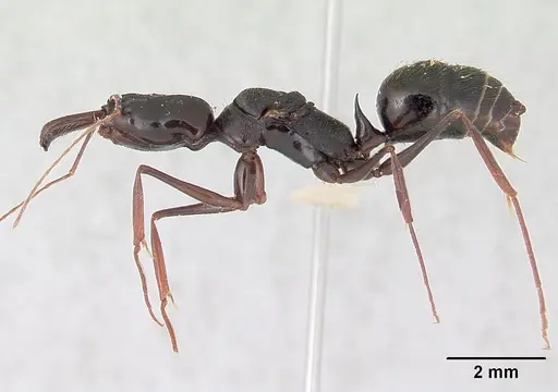 Odontomachus bradleyi specimen CASENT0178691 image casent0178691_3