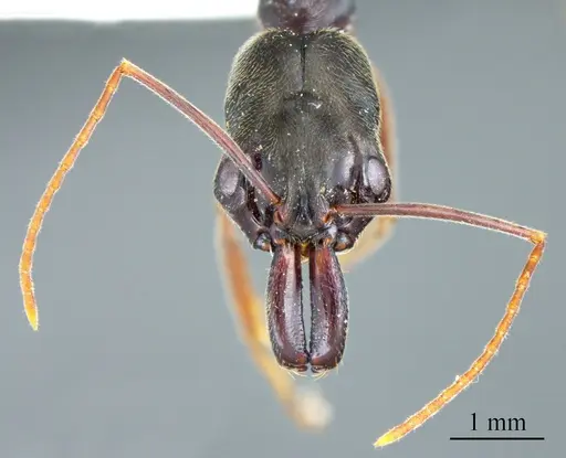Odontomachus brunneus specimen ANTWEB1041404 image antweb1041404_1