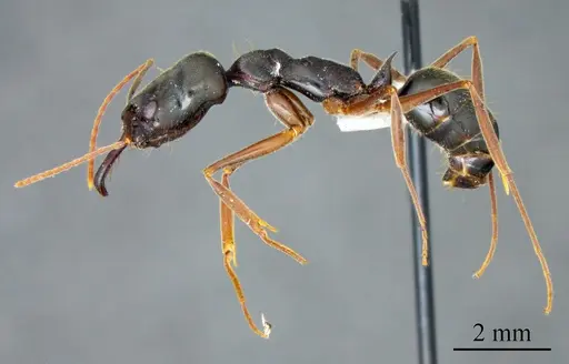 Odontomachus brunneus specimen ANTWEB1041404 image antweb1041404_2