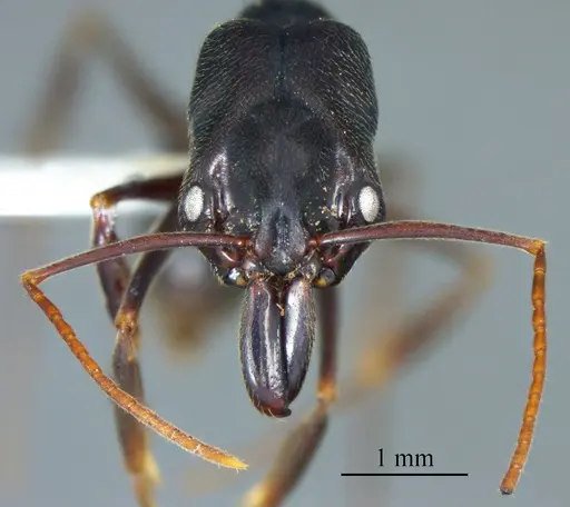 Odontomachus brunneus specimen ANTWEB1041422 image antweb1041422_1