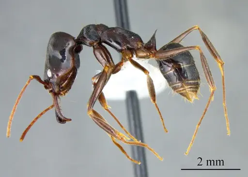 Odontomachus brunneus specimen ANTWEB1041422 image antweb1041422_2
