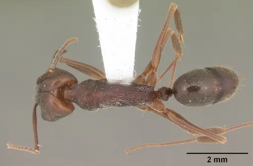 Odontomachus brunneus specimen CASENT0104165 image casent0104165_1