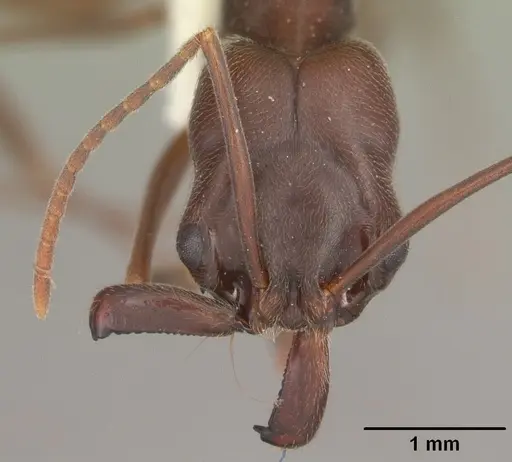 Odontomachus brunneus specimen CASENT0104165 image casent0104165_2