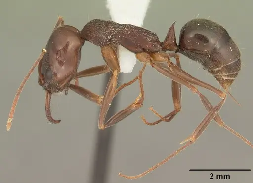 Odontomachus brunneus specimen CASENT0104165 image casent0104165_3