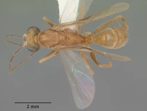 Odontomachus brunneus specimen CASENT0104168 image casent0104168_1