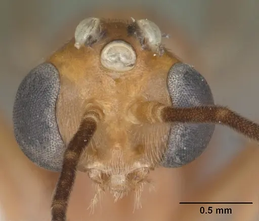 Odontomachus brunneus specimen CASENT0104168 image casent0104168_2