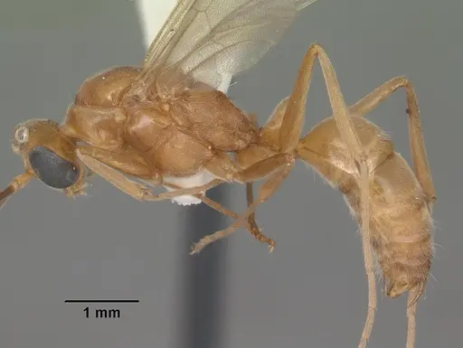 Odontomachus brunneus specimen CASENT0104168 image casent0104168_3