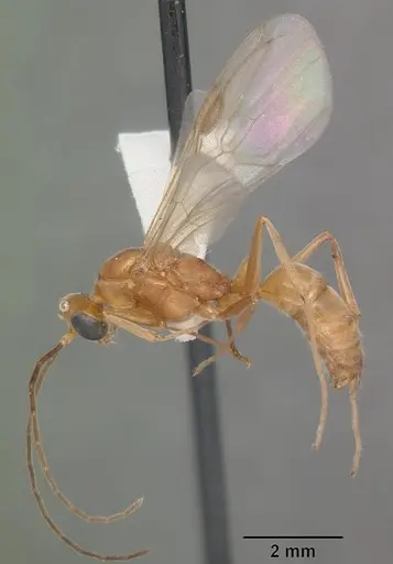 Odontomachus brunneus specimen CASENT0104168 image casent0104168_4