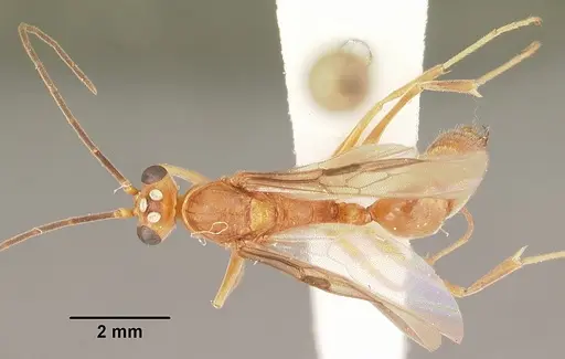 Odontomachus brunneus specimen CASENT0104169 image casent0104169_1