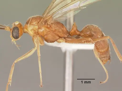 Odontomachus brunneus specimen CASENT0104169 image casent0104169_2