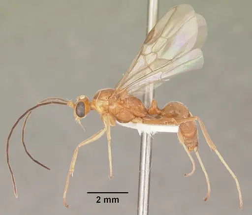 Odontomachus brunneus specimen CASENT0104169 image casent0104169_3