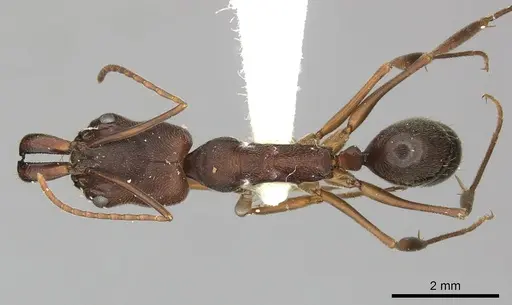 Odontomachus brunneus specimen CASENT0270600 image casent0270600_1